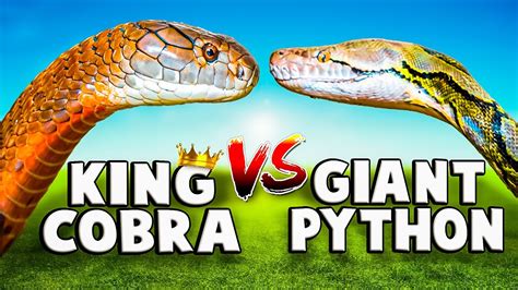 python cobra - cobra real